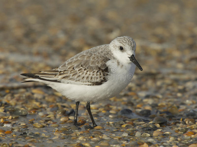 sanderling，calidris alba公司