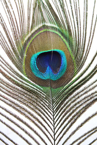 印度孔雀羽毛