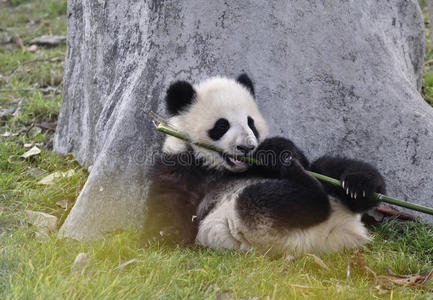 成都的中国熊猫