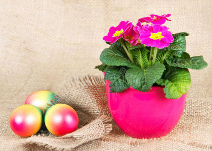 五颜六色的复活节彩蛋和美丽的报春花