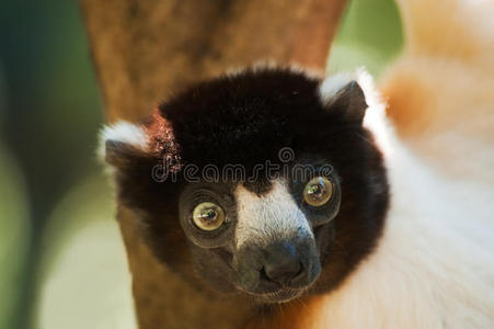 树枫叶皇冠戴着可爱皇冠的四叶树照片