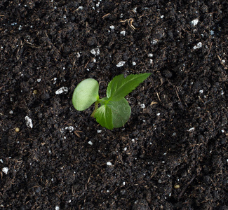从种子发芽的苹果树照片