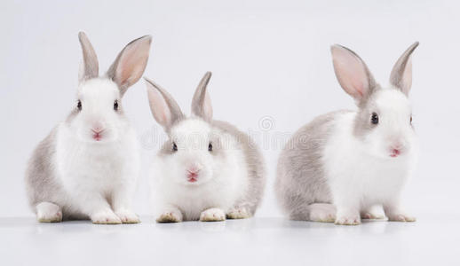 三只兔子图片