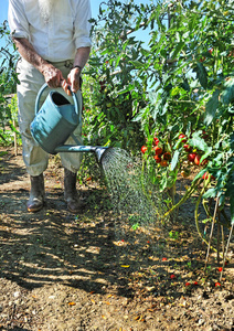 水罐 男人 番茄 自然 活动 生长 工具 春天 植物 工作