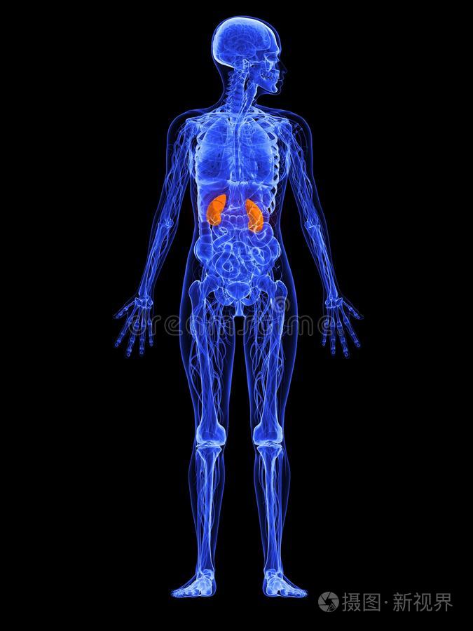 女性解剖肾脏三维图示