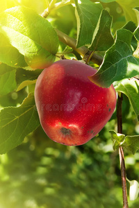 红苹果树