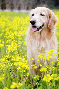 美丽花海中可爱的金毛猎犬图片