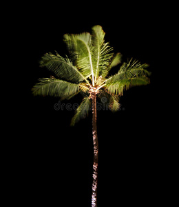 热带棕榈树