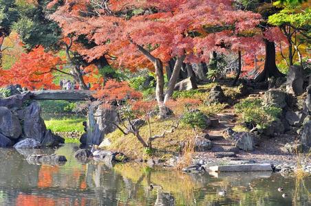 秋天的日式花园和湖泊