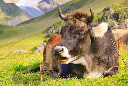 阿尔卑斯牛