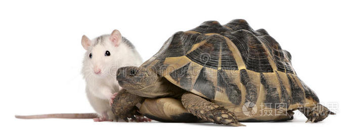 老鼠和赫尔曼的乌龟testudohermanni