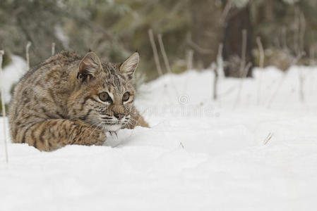 深雪中的山猫