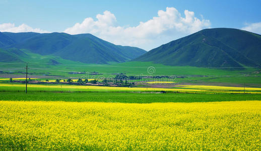 中国青海花田景观图片