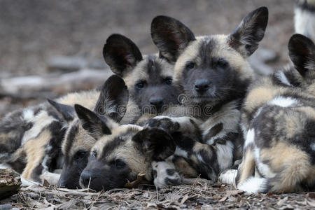 非洲野狗幼崽照片