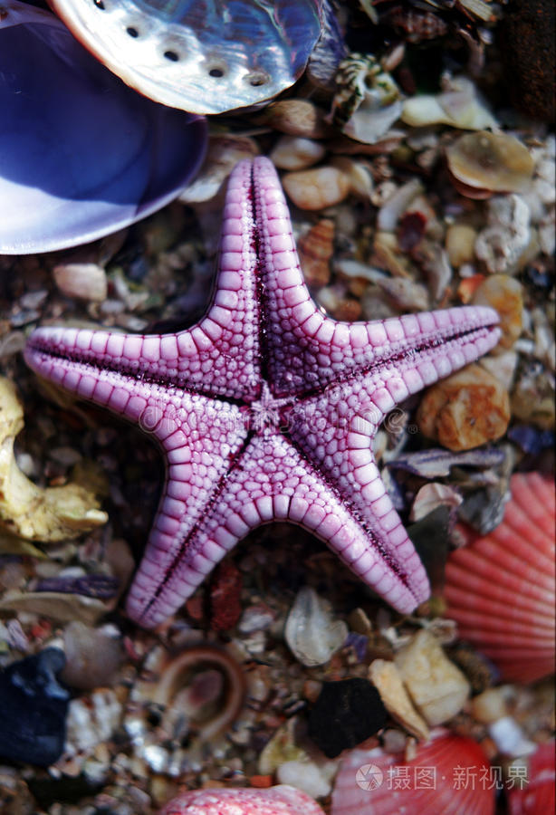 贝壳上的紫星鱼