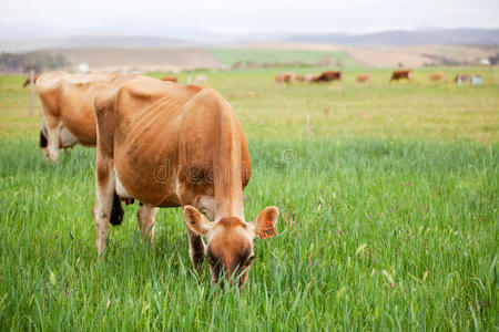 在绿色草地上吃草的泽西奶牛