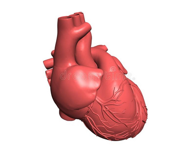 人的心脏被隔离在白色上