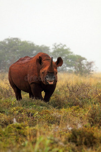 南非野生黑犀牛