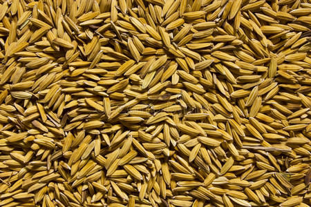 水稻种子发芽图片