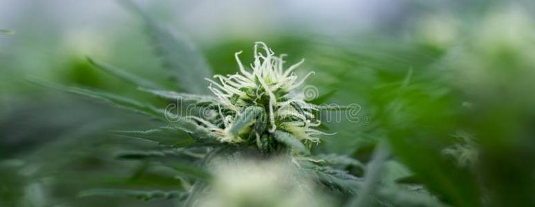 大麻花图片 大麻花素材 大麻花插画 摄图新视界 大麻花图片 大麻花素材 大麻花插画 摄图新视界