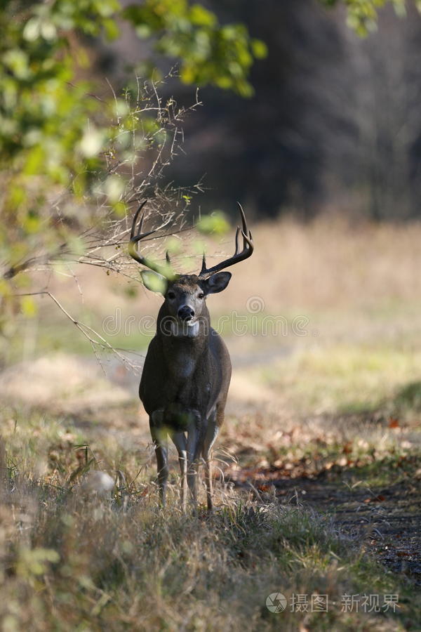下载小样发票合同问题/举报白尾鹿白尾鹿斑尾白鹿白尾鹿穗鹿白尾巨鹿