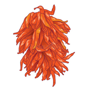 红辣椒串图片-红辣椒串素材-红辣椒串插画-摄图新视界