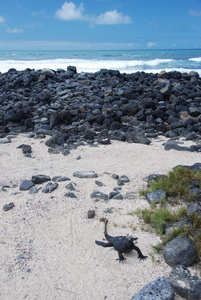 海滩上的加拉帕戈斯鬣蜥