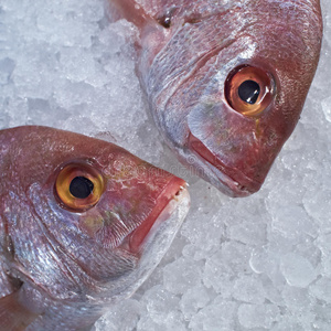 冰面上的两条红鲷鱼头