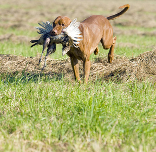 猎犬