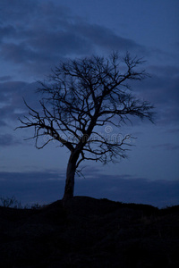 夜晚,月亮在树上老式汽车与圣诞树和礼物与夜灯效果.