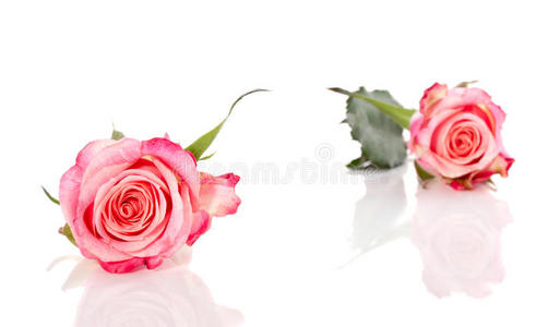 两朵象征性的粉红橙色玫瑰