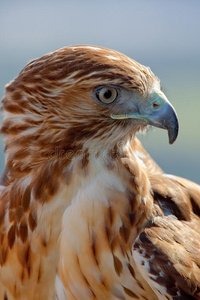 红尾鹰buteo jamaicensis