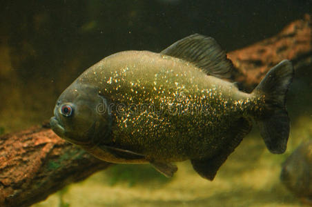 水族馆里的食人鱼