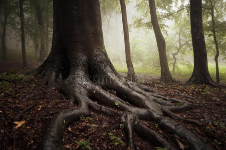 雾林中的树根