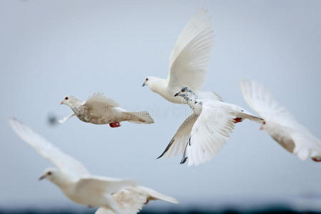 一群白鸽在飞翔照片