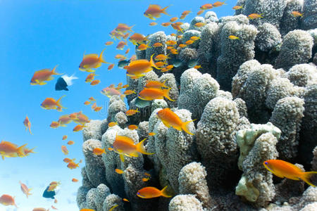 珊瑚礁景观
