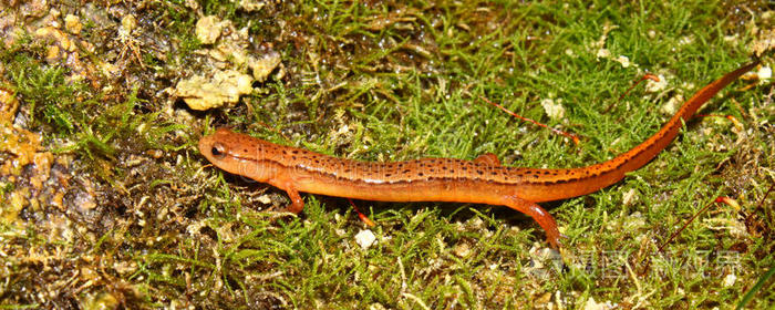 南部双线蝾螈euryceacirrigera