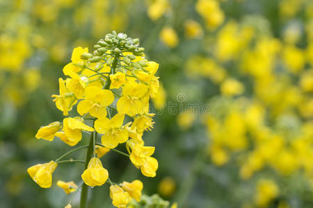 黄色油菜花