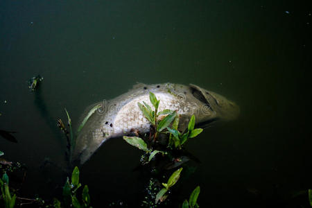 污染水中的死鱼照片