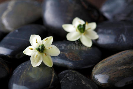 水疗石上的花朵