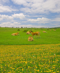 纳瓦拉乌尔巴萨山区的牛
