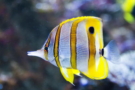 彩色热带鱼图片