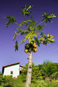 树上成熟的木瓜图片