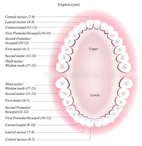 成人牙科图表