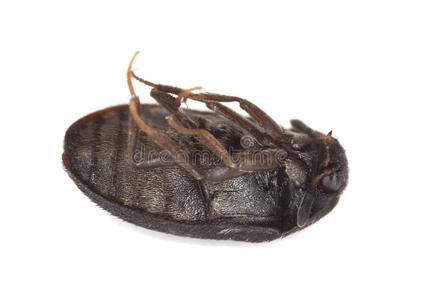 白色背景下的死毛皮甲虫照片