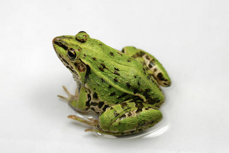 地中海绿蛙图片-地中海绿蛙素材-地中海绿蛙插画-摄图新视界