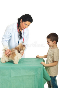 兽医检查小狗