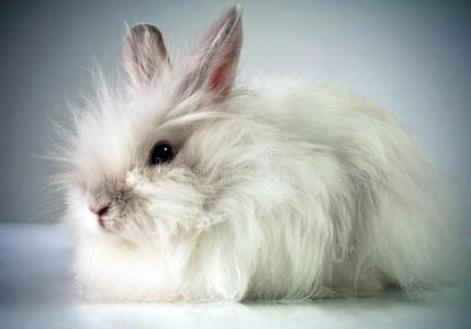 白色美丽的毛茸茸的兔子
