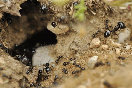 蚁巢蚁巢入口处的蚂蚁照片