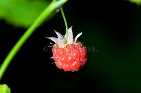 树莓的成熟浆果